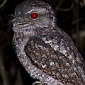 Papuan Frogmouth<br />Canon EOS 6D + EF400 F5.6L + SPEEDLITE 580EXII + Better Beamer